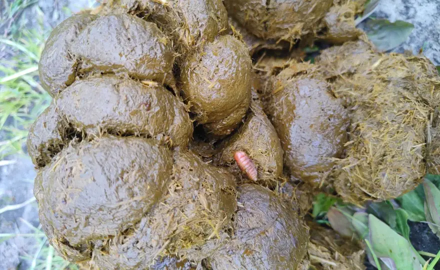 Gastérophiles chez le cheval - Comment les repérer et agir ?