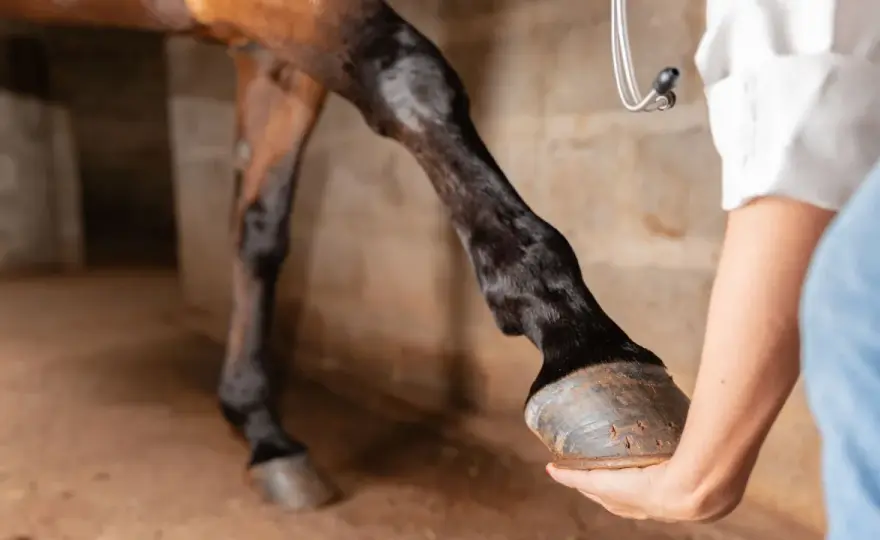 Tendons du cheval - Comprendre, soigner et prévenir les lésions