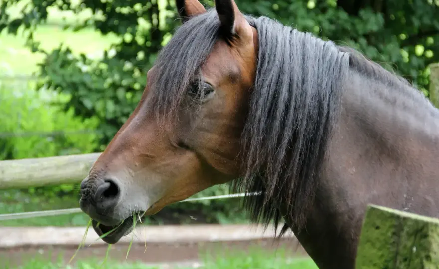 Cheval Hanovrien - Guide Complet pour un Achat Réussi