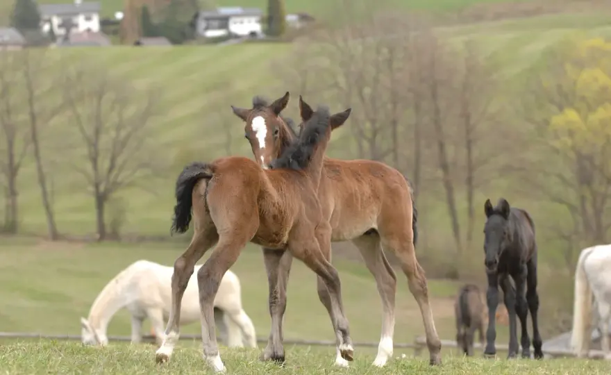 Combien boit un cheval par jour ? Repères et conseils pratiques
