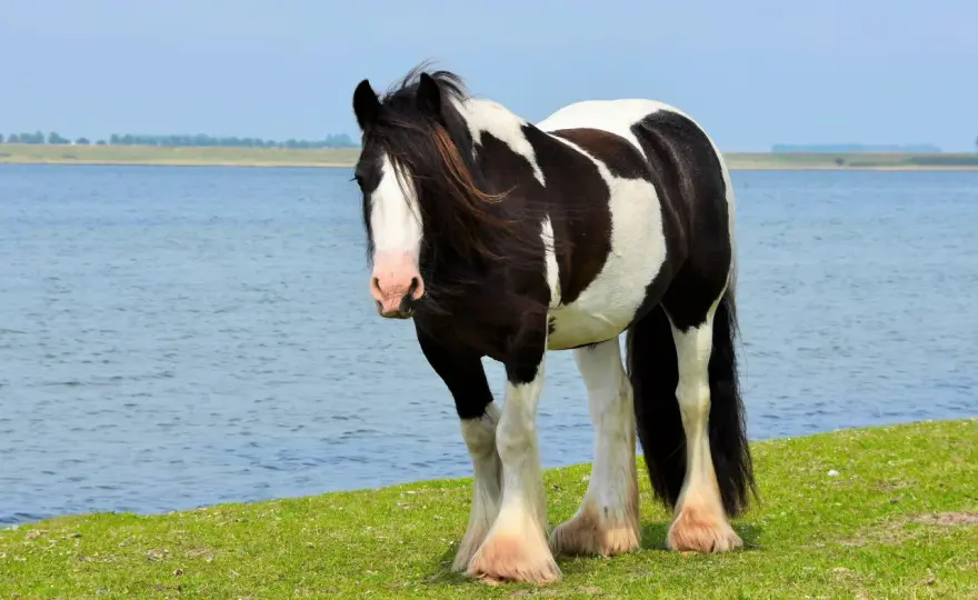 Cheval Cob - Le guide complet pour bien choisir et comprendre