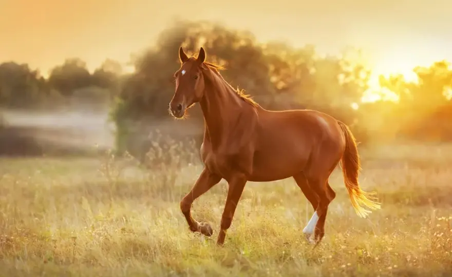 Alimentation cheval PPID - Le guide essentiel pour une ration saine