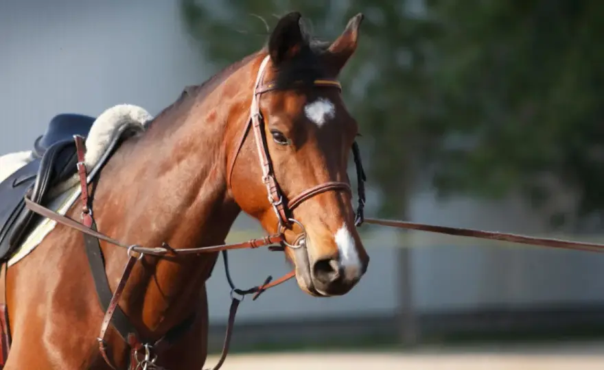 Chambon pour cheval - Réglage et usage juste à la longe
