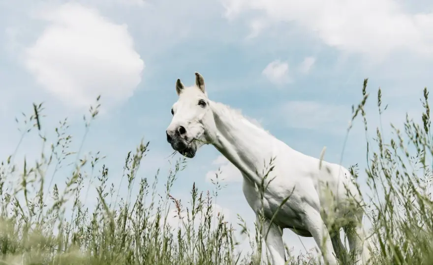 Cheval - Box et prairie - L'équilibre parfait pour sa santé