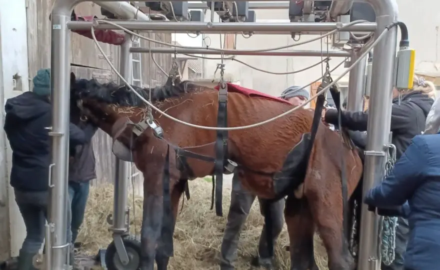 Cheval mort - Décomposition, risques et démarches en France