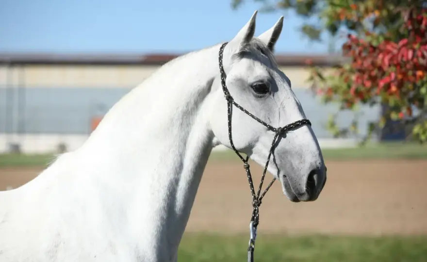 Lipizzan - Son histoire façonne-t-elle encore ce cheval ?