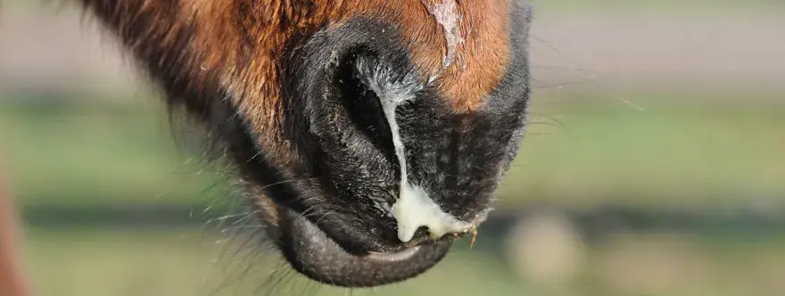 Leptospirose cheval - Guide complet pour protéger votre équidé