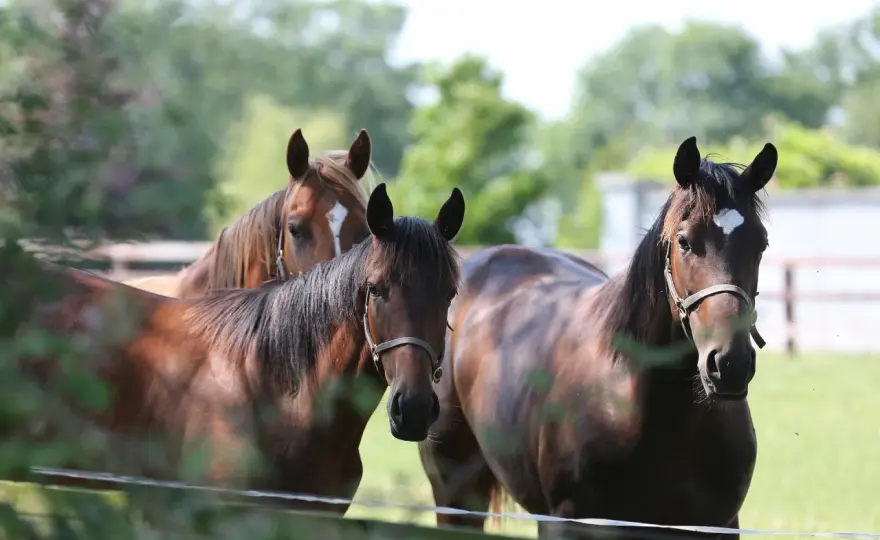 Protéines du cheval - Vraiment utiles ou juste un mythe ?
