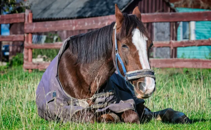 Maïs pour cheval maigre - Reprise d'état sans risque ?