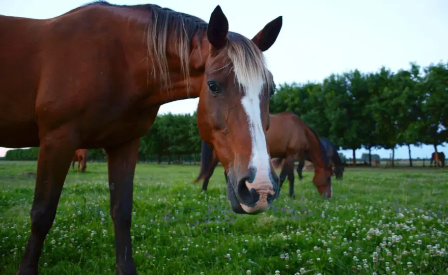 Trèfle au pré pour chevaux - Risques et gestion efficace