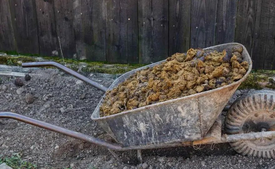Fumier de cheval - Gérer, composter, valoriser au mieux