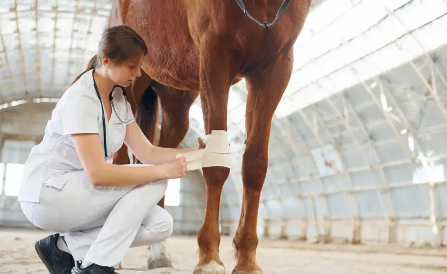 Fourbure chez le cheval - signes et bons gestes en urgence