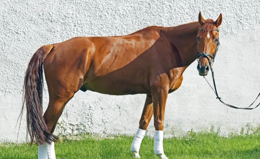 Cheval Oldenbourg - Guide complet pour choisir votre cheval de sport