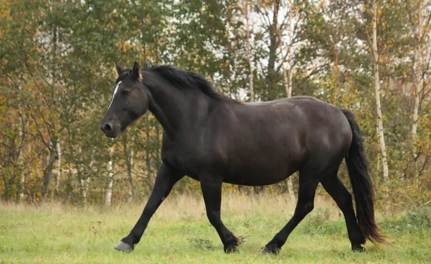 Percheron noir - Au-delà de la robe, la vraie valeur du cheval