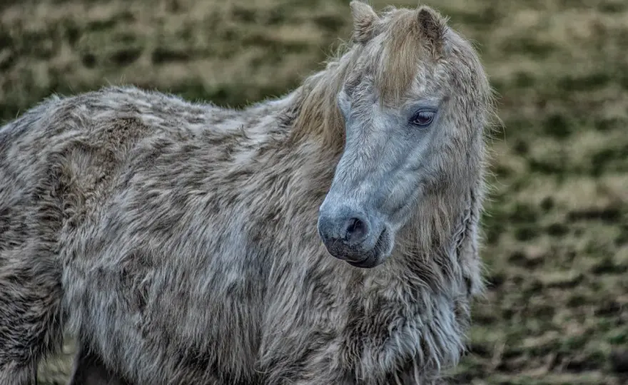 Cushing équin - Stress ou maladie ? Le guide pour votre poney