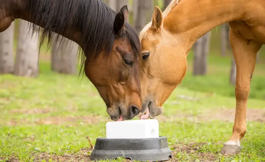 Porcelle enracinée chez le cheval - Protégez vos pâturages