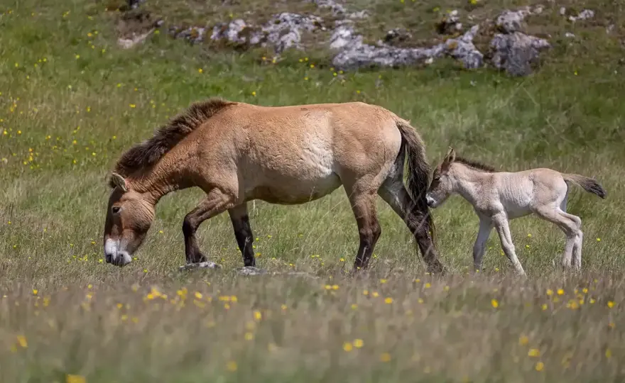 Cheval de Przewalski - Le vrai cheval sauvage existe-t-il encore ?