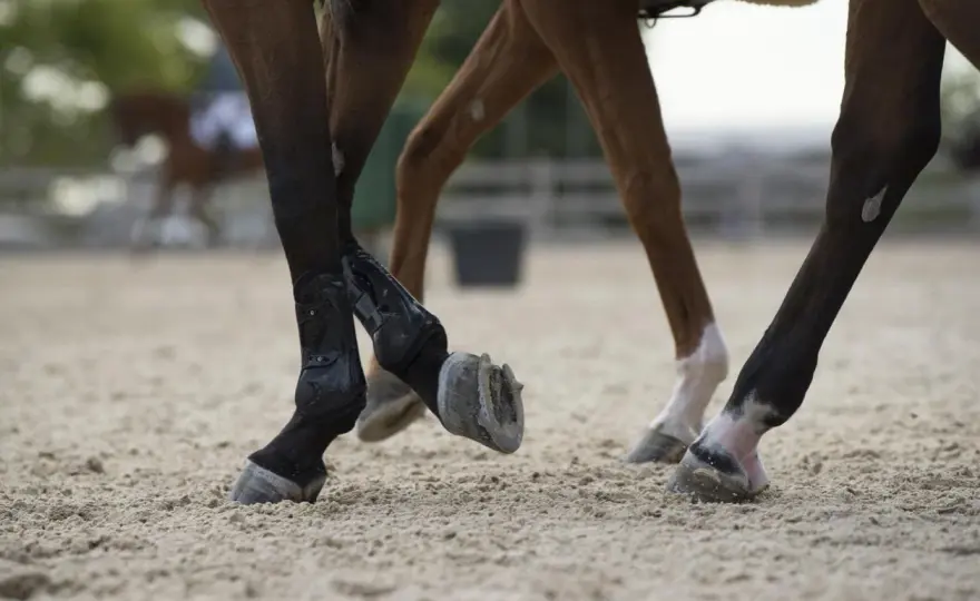 Rapport Calcium Phosphore Cheval - Équilibrez la Ration !