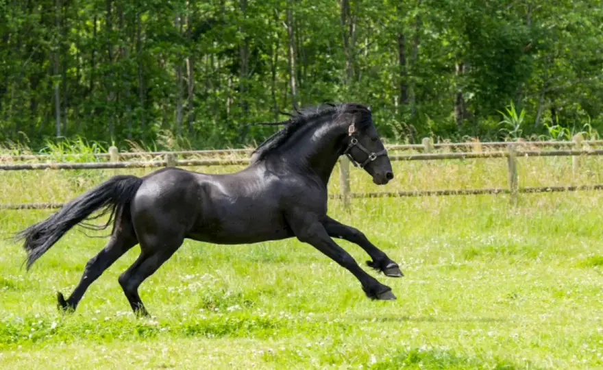 Bière pour cheval - Mythe ou aide? La vérité révélée