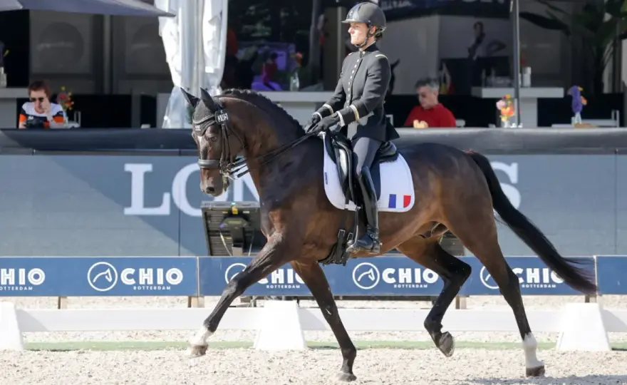 Licences équitation FFE - Chiffres clés et rôle du dressage