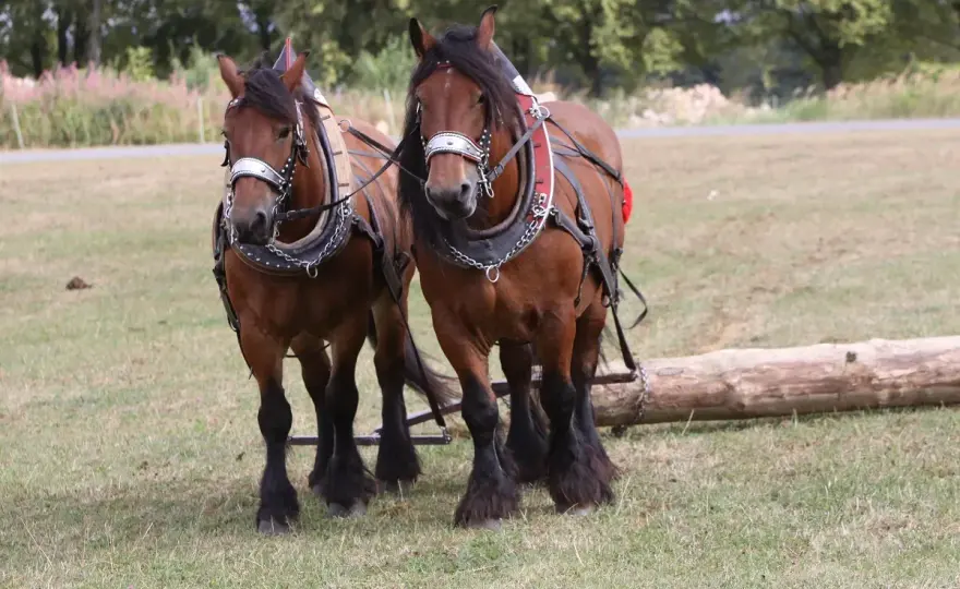 Cheval Ardennais - Le guide complet pour tout savoir