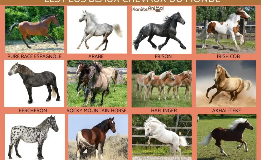 Races de chevaux connues - Choisissez la bonne pour votre usage