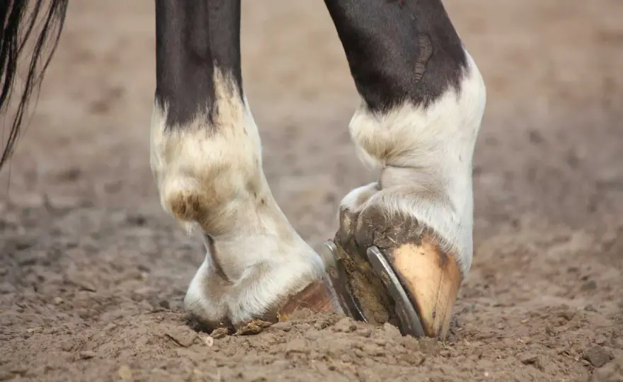Boiterie antérieur cheval - Causes, signes et quand appeler le véto ?