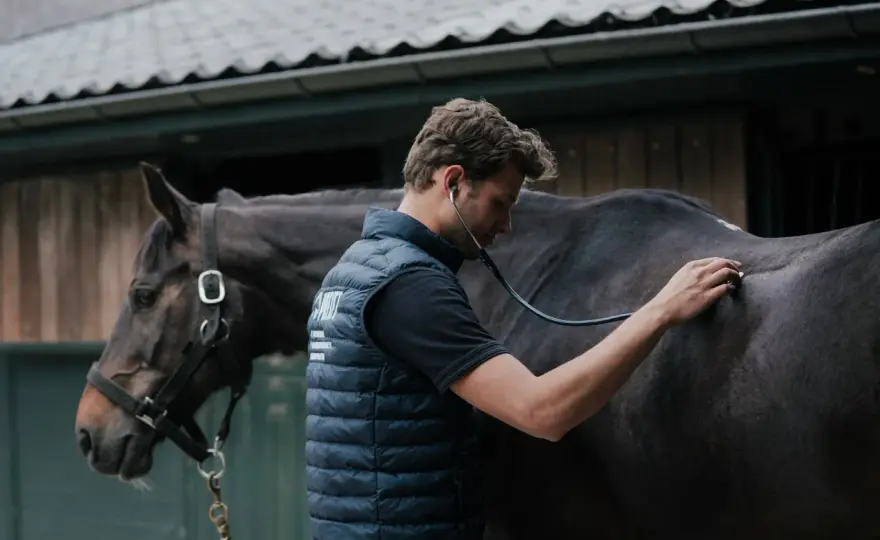 Cheval maigrit au pré - Causes et solutions efficaces