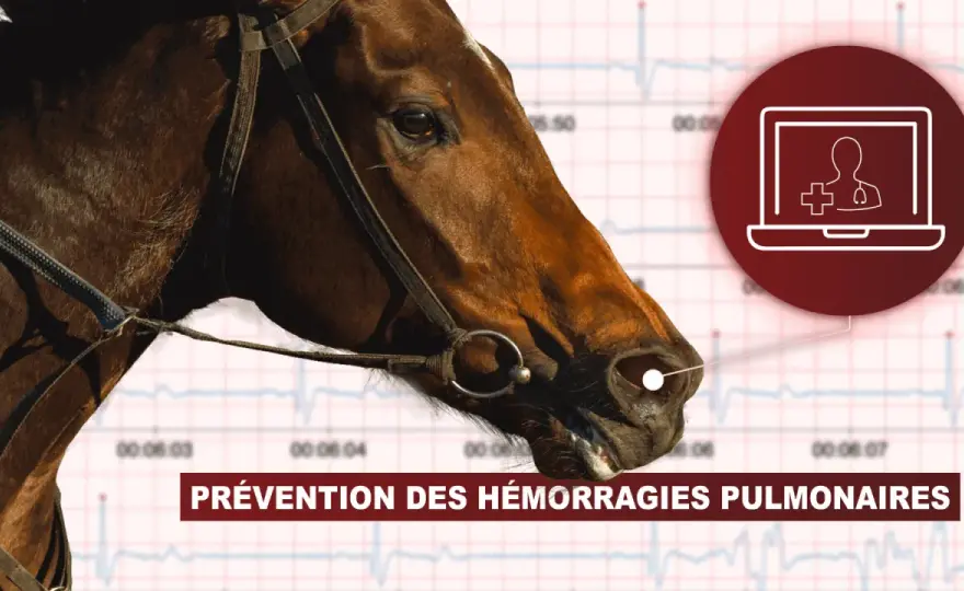 Purpura hémorragique du cheval - Comprendre et agir vite