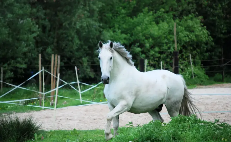 Cheval Criollo - Endurance et polyvalence: est-ce le bon choix?