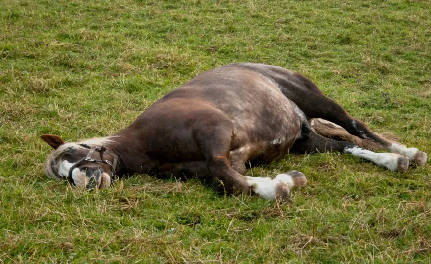 Colique cheval: Signes d'urgence et quand agir vite ?
