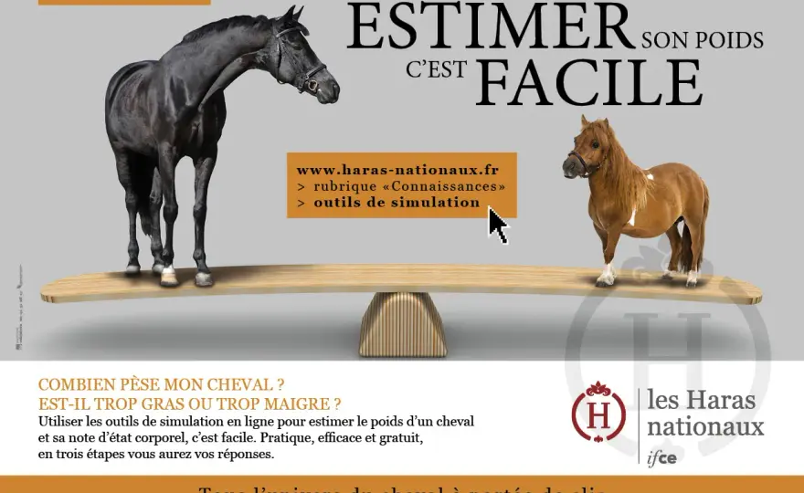 Ration de foin du cheval - Calculez le poids idéal !