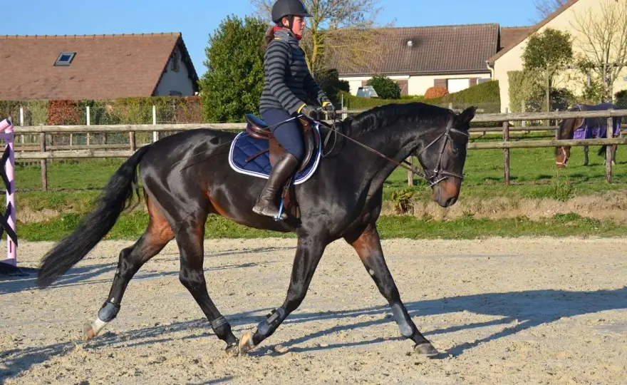 Travail du cheval: Progrès ou usure? Le guide complet