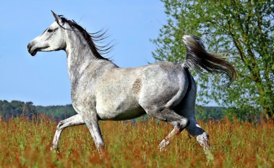 Cheval Arabe - Le guide complet pour bien le comprendre
