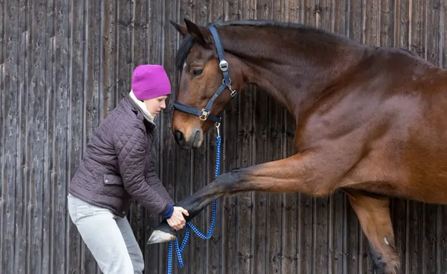 Fourbure cheval - Alimentation : Évitez les erreurs courantes !