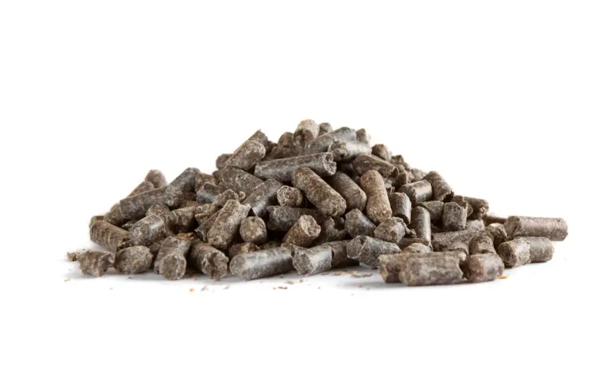 Pulpe de betterave cheval - Guide complet pour une ration optimale