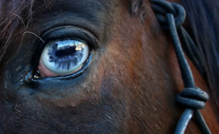 Œil de cheval fermé ou trouble - Quand s'inquiéter et comment réagir ?