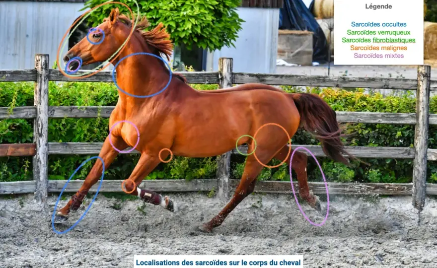 Sarcoïde équin - Guide pratique pour agir vite et bien