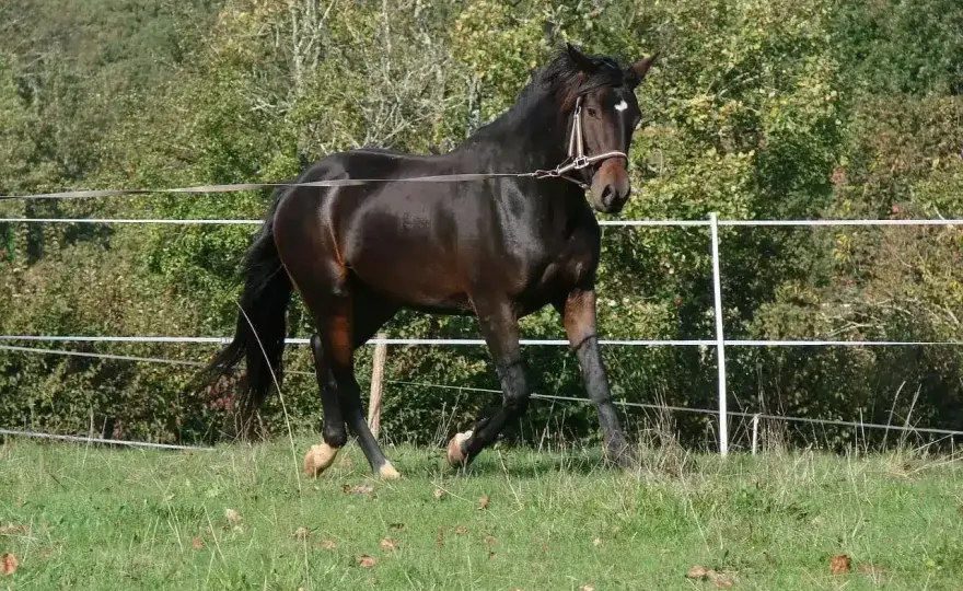 Longer un cheval - Guide complet pour un travail efficace
