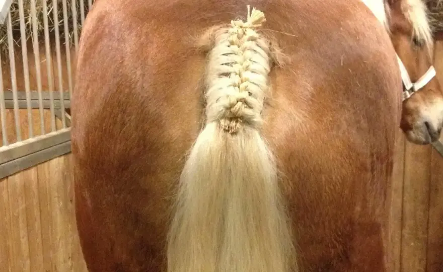 Tressage crinière et queue cheval - Confort et esthétique