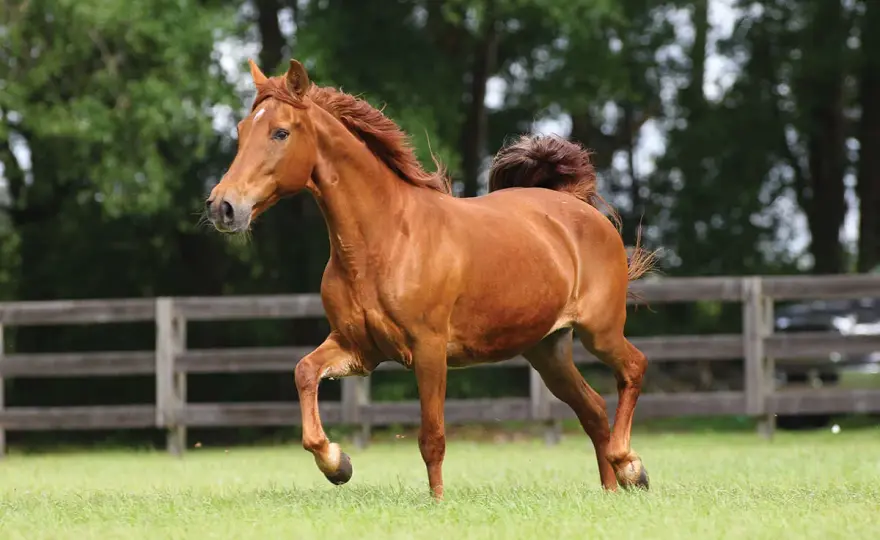 Fox Trotter du Missouri en Compétition - Vitesse ou Confort?