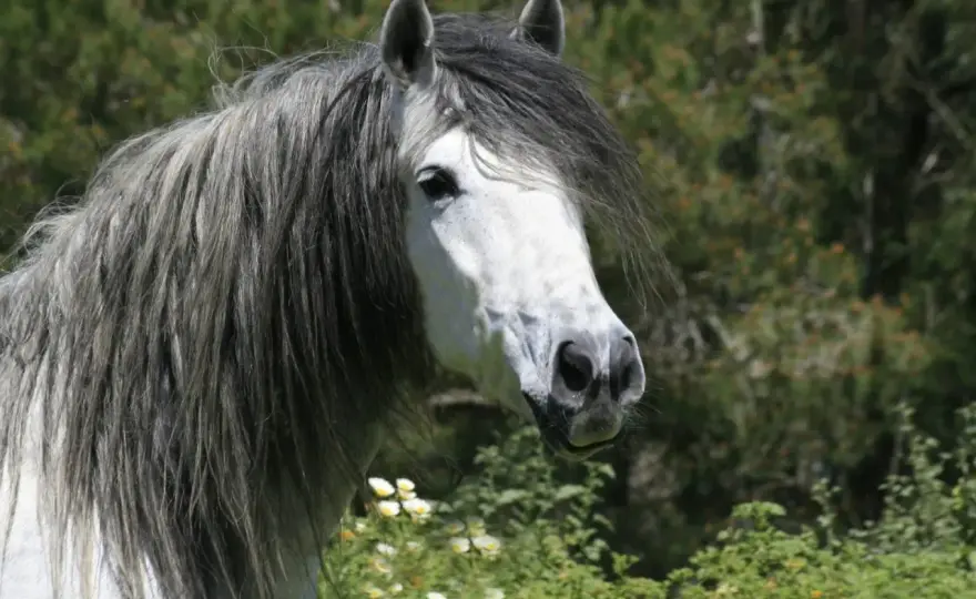 Cheval Andalou - Guide Complet pour Bien le Choisir