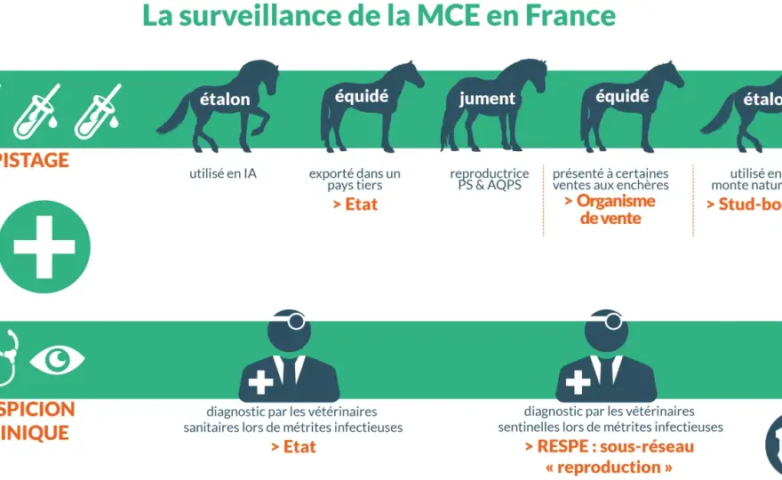 Métrite Contagieuse Équine - Évitez la Catastrophe en Élevage