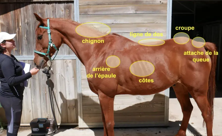 Cheval maigre - Reprise d'état sans risque - Le guide complet