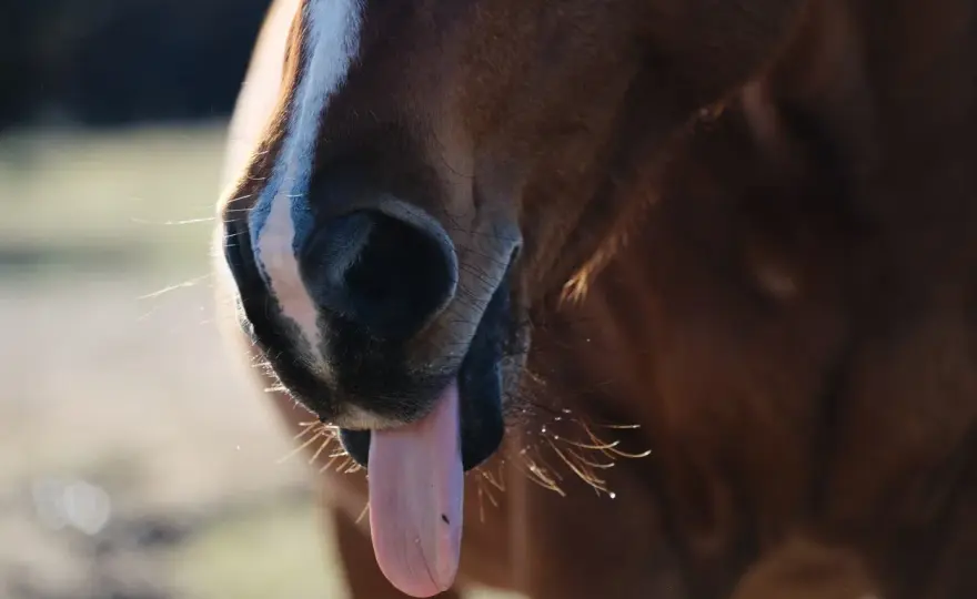 Cheval qui vomit - Pourquoi c'est impossible et que faire?