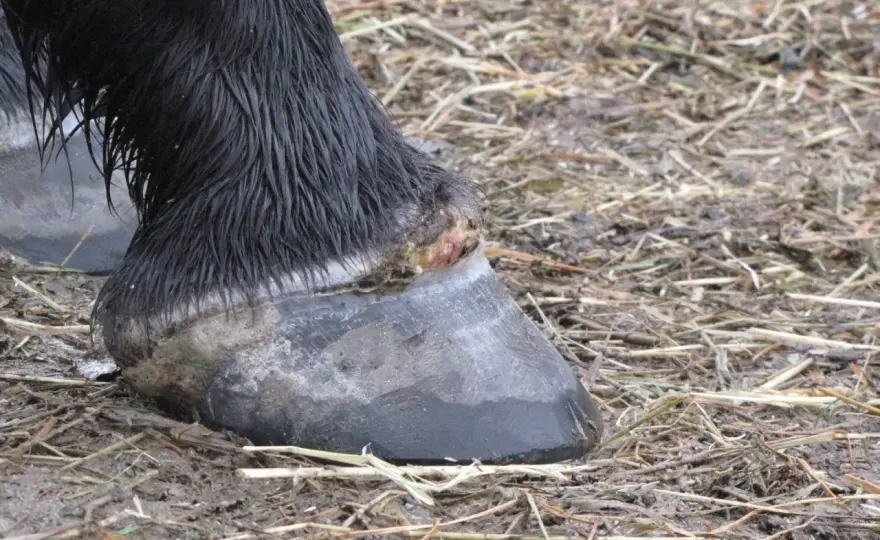 Abcès de pied cheval - Abcèdyl est-il vraiment efficace ?