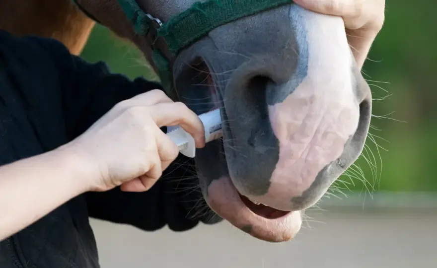Vermifuger son cheval - Le guide complet pour un protocole efficace
