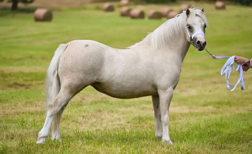 Grand poney - Choisir sans erreur, du loisir au sport