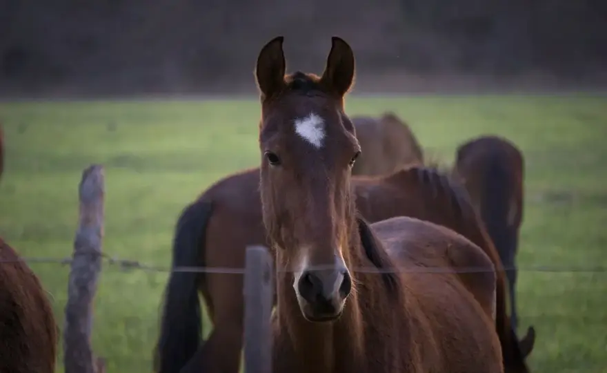 Foie du cheval - Signes, causes, soins et prévention