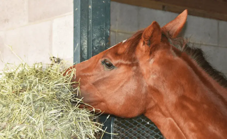 Fourrage cheval - Guide complet pour bien le choisir et le donner